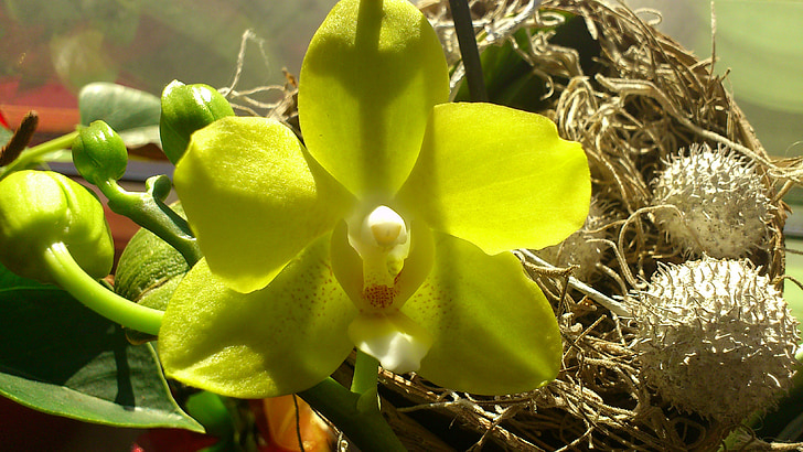 giallo, fiore, orchidee, Blossom, Bloom