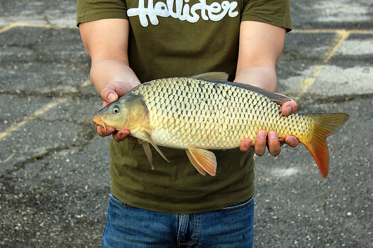 pêche, attraper, Holding, poisson, é.-u., Wisconsin, Lac d’Yellowstone
