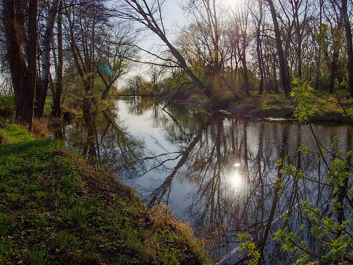 floden, vatten-nivå, träd, reflektion
