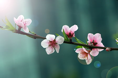 spring, flower, peach blossom, halo, nature, pink Color, branch