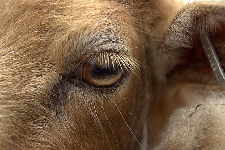 sheep, eye, meadow