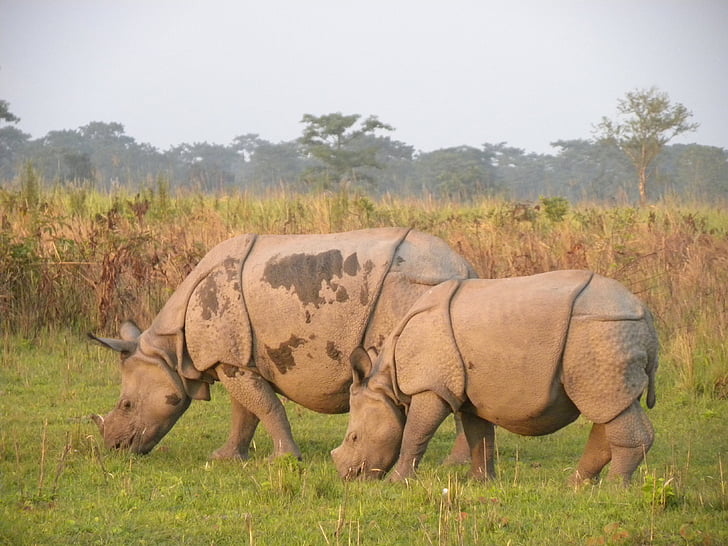 rhino de Manas, Parque Nacional de Manas, Assam, India