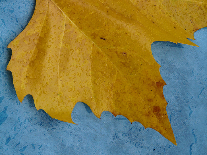 кленов лист, ръб, потискане на назъбени, жълто, макрос, затвори, есента цвят