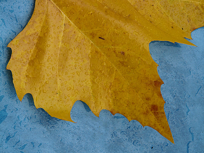 maple leaf, edge, jagged, yellow, macro, close, fall color