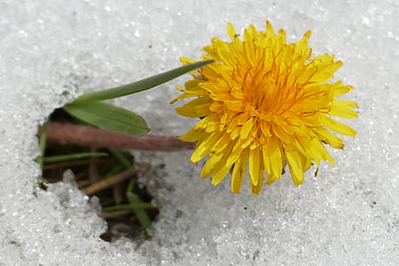 dandelion, blossom, bloom, snow, spring, yellow, plant