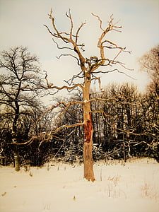 alasti puud, looduse, puu, metsa, talvel, lumi, Rootsi