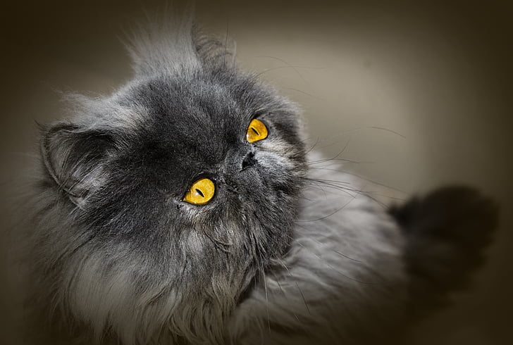 kaķis, Persian cat, Persiešu, kaķa, skatieties, mājas, dzīvnieku