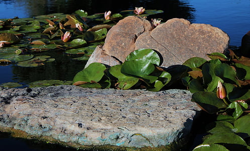 lily pads, pond, spring, water plant, waterlily, lake, blooming