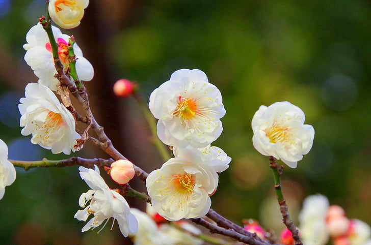 Слива, Весна, Слива розквітає, білі квіти, Японія, квіти, білої сливи розквітає