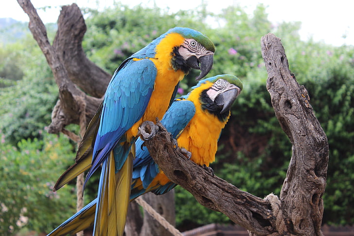 fugle, papegøje, dyr, natur, Tropical, fjer, farverige