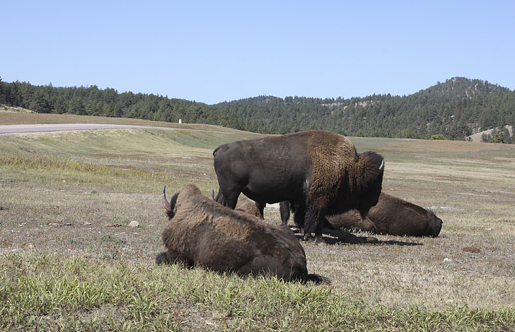 Bison, Prairie, Wild, Natur, USA
