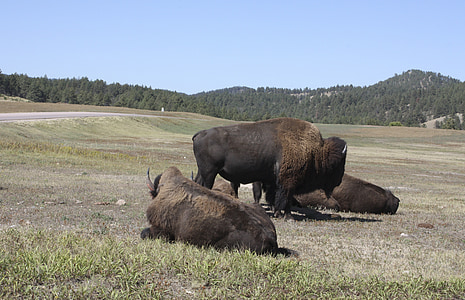 bison, prairie, wild, nature, usa