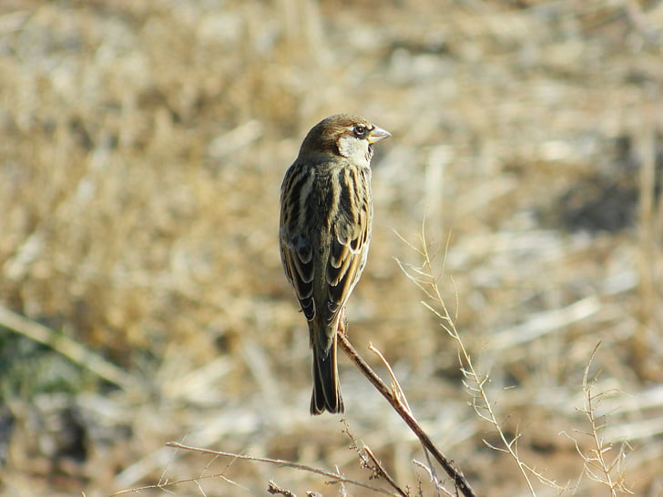 bush sparrow, wild, their case