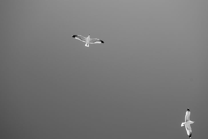 mouettes, vol, mer, ailes, Sky, nature, Flying