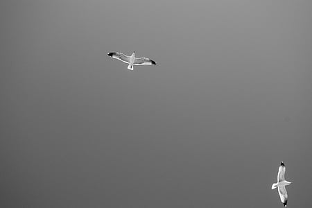 mouettes, vol, mer, ailes, Sky, nature, Flying