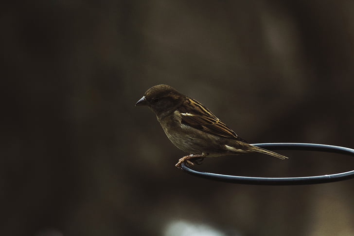dark, bird, animal, ring, outdoor, nature, sparrow