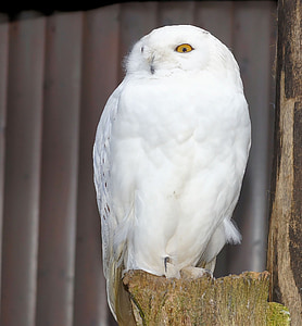snowy owl, owl, bird, enclosure, animal, white, feather