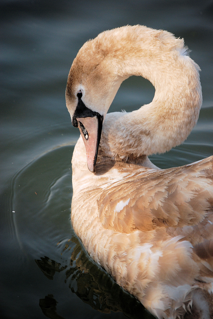 Swan, lebădă tânără, pasăre, tineri, Cygnus, pene, sălbatice