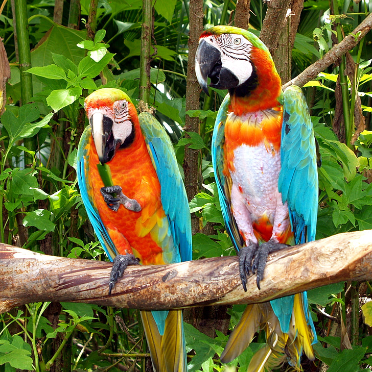 papagaios, aves, natureza, colorido, cênica, Calma, juntos