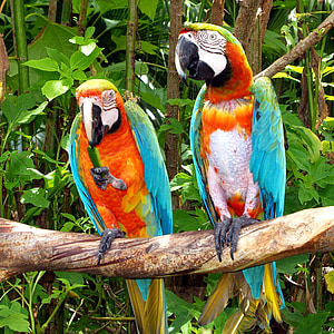 parrots, birds, nature, colorful, scenic, calm, together
