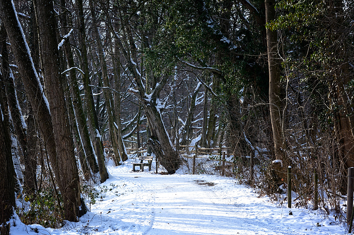 winter, snow, forest, away, trees, wintry, winter forest