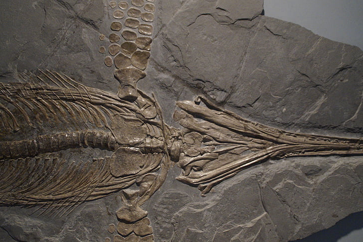 ichthyosaurs, ichthyosaur, ซากดึกดำบรรพ์, โครงกระดูก, แล้้ว, petrification, หิน