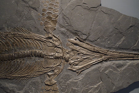 Merimatelijat, ichthyosaur, fossiilisten, luuranko, fossiilista, jäykistyminen, kivi