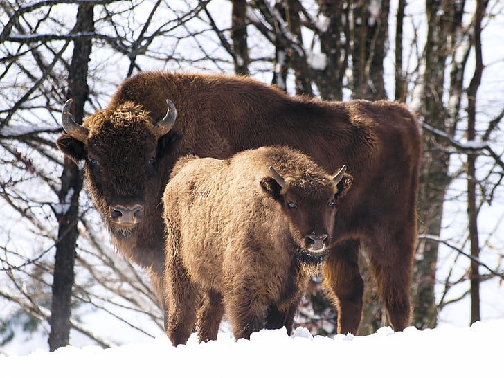 dzīvnieki, Eiropas bizoni, zīdītāju, dzīvnieku, fauna, bizoni, savvaļas dzīvnieki