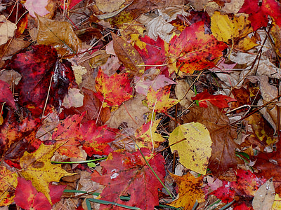 falder, blade, fugtig, efterår, sæson, orange, rød