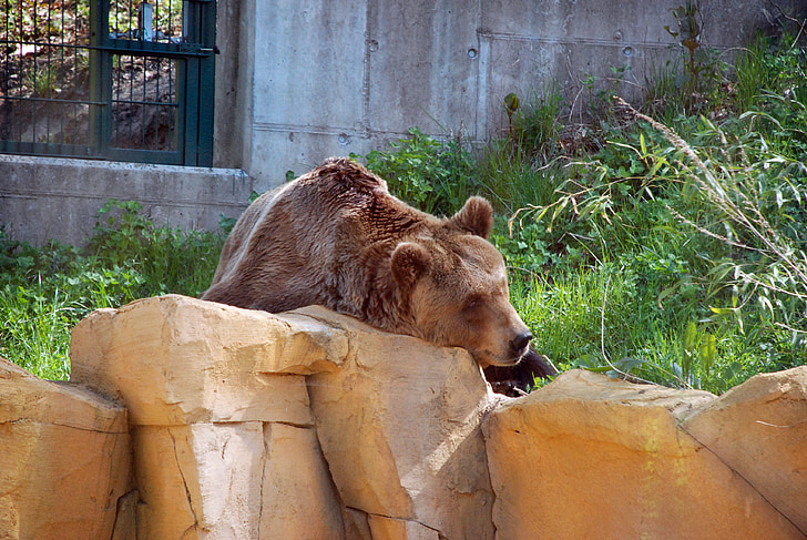 urso pardo, jardim zoológico, animal, urso, mamífero, peles, forte