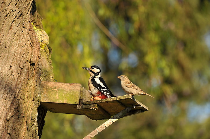 woodpecker, great spotted woodpecker, sparrow, bird, animal, tree, nature