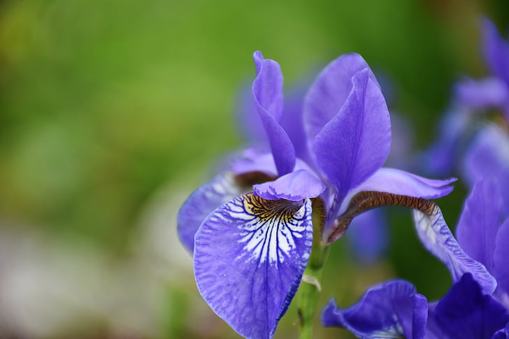 Iris, kukka, Flora, sininen, Blossom, Bloom, Luonto