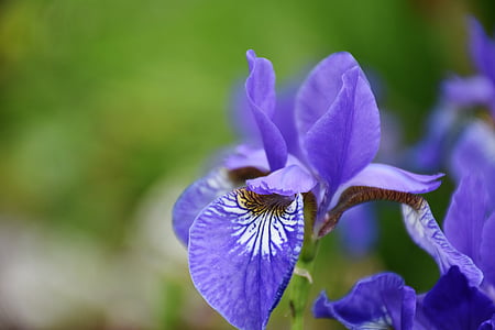 IRIS, fleur, flore, bleu, Blossom, Bloom, nature
