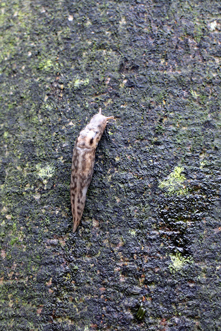 escargot, Slug, tigerschnegel, nyctelia, Limax maximus, grand nyctelia, grand limacidae