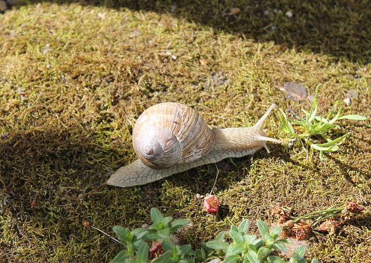 snail, animal, spring, nature