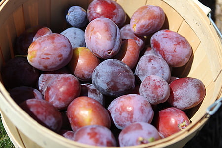 plums, fruit, harvest, organic, healthy, fresh, fruits and vegetables
