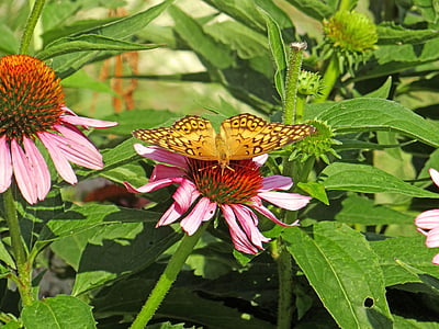 Motyl, jeżówki, Natura, piękno, owad, kwiat, ogród