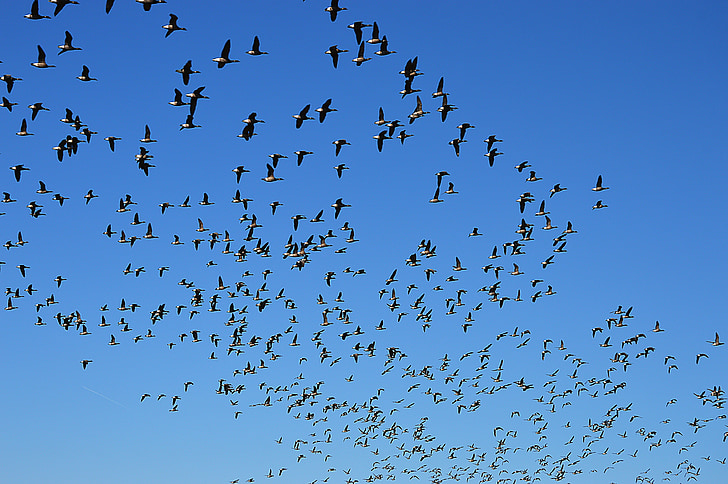 wild geese, flight, swarm, sky