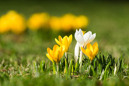 crocus, isolated, bokeh, meadow, spring, grass, nature