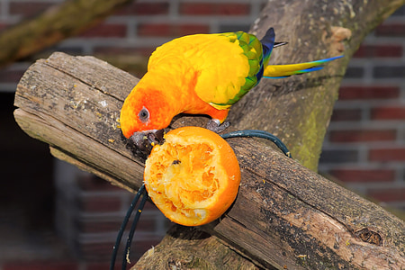 새, 앵무새, 다채로운, 먹으십시오, 오렌지, 자연, 깃털