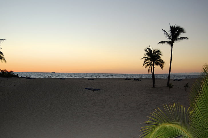 Sunset, Beach, Palm