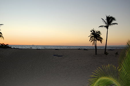 západ slnka, Beach, Palm
