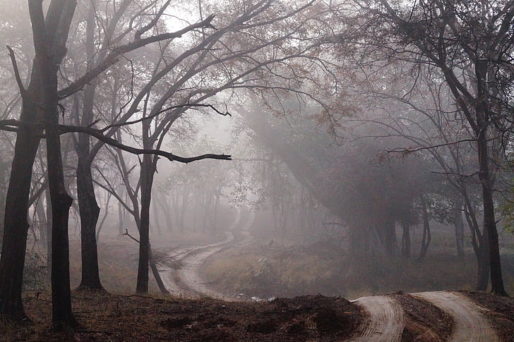 zemljana cesta, magla, magla, šuma, drvo, priroda, krajolik