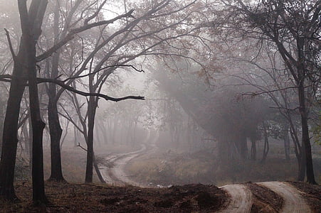 dirt road, fog, mist, forest, wood, nature, landscape
