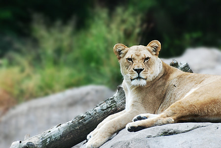 lionne, faune, mammifère, africain, Safari, sauvage, félin