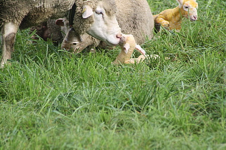 moutons, naissance, agneau, Meadow