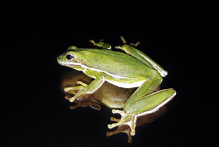 frog, american green tree frog, croak, croaking, amphibian, close up, animals