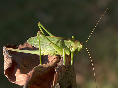 insect, grasshopper, konik, green, macro