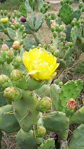 kaktus, blomst, plante, saftige, natur