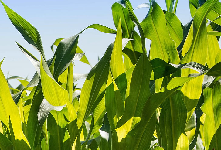 kukurica, kukuričné plevy, zeleň, Zelená, listy, poľnohospodárstvo, Príroda
